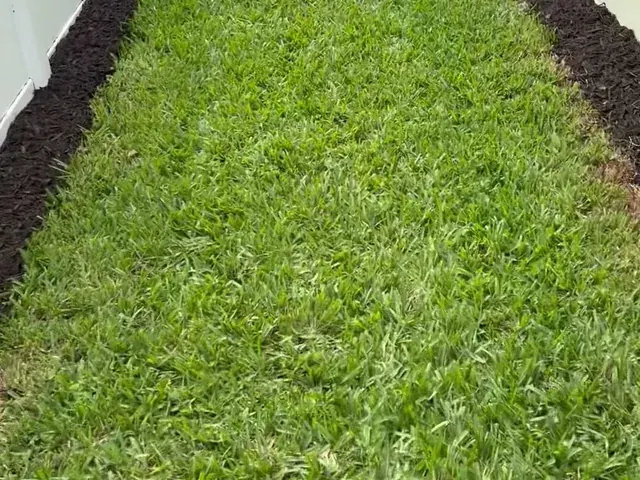 Freshly edged side-yard lawn with clean mulch lines