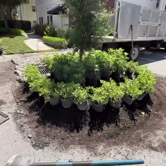New shrubs and a tree being planted into fresh soil on the island